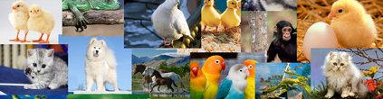 Fotos superpuestas con varios tipos de animales