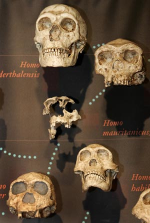 Cráneos de homínidos expuestos en el Museo de Historia Natural de Nueva York. | AFP